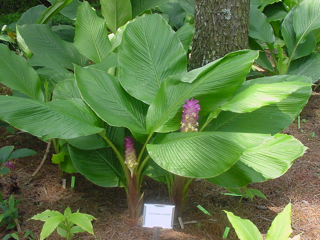 Online Plant Guide Curcuma cordata / Ornamental Ginger